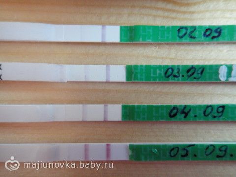 Беременность той терьера по дням поведение Беременность и роды Беременность и роды вышивка схемы