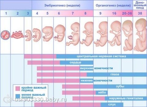 Срок беременности 32-33