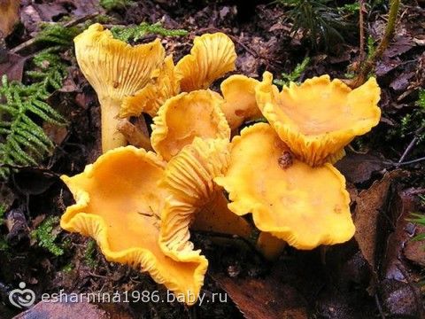 Цена грибов трюфелей. Цена грибов трюфелей.