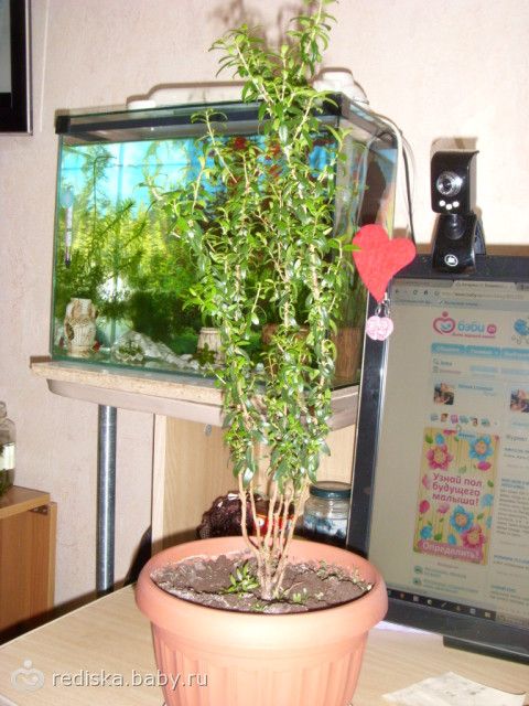 Костюм оленей своими руками Костюм оленей своими руками