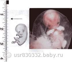Plachutta ресторан в вене