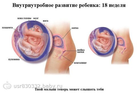 Йоркширский терьер 2 месяца уход за ними Йоркширский терьер 2 месяца уход за ними