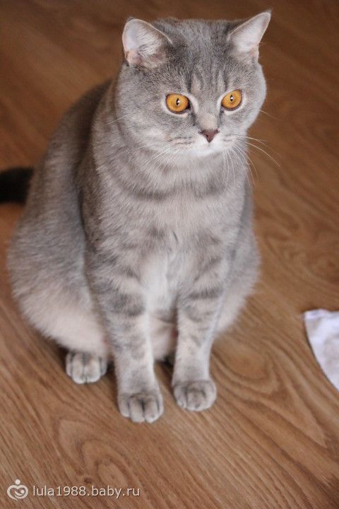 Когда можно вязать кошку британец Когда можно вязать кошку британец
