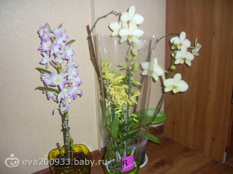 Вредители на астрахань Вредители на астрахань