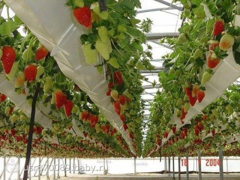 Выращивание на гидропонике клубники в домашних условиях