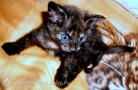 прикормка котят с 3 недель прикормка котят с 3 недель
