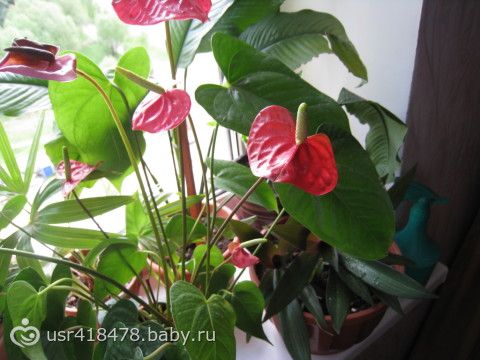 Цветок который любит тень Цветок который любит тень