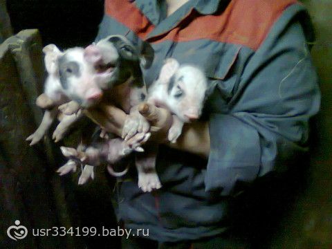 мои хрюшки, вот такие они классные