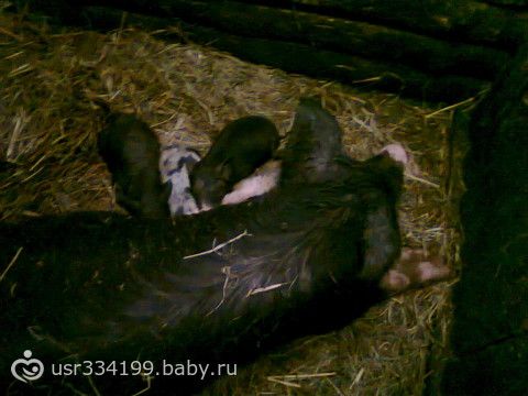 мои хрюшки, вот такие они классные