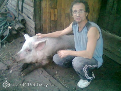 мои хрюшки, вот такие они классные