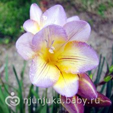 мой опыт в цветоводстве=)