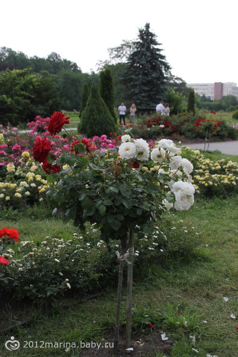 Фотографии ботанический сад минск