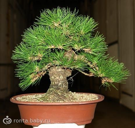 Искусство выращивания бонсай для начинающих