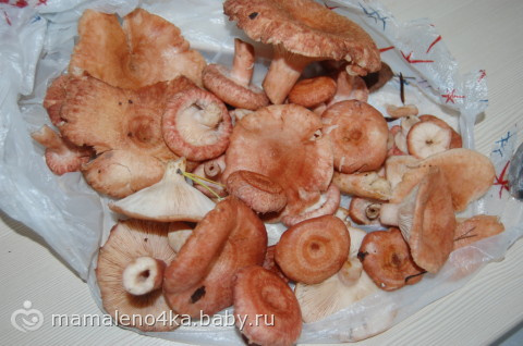 Грибы, грибочки, грибочечки)))))