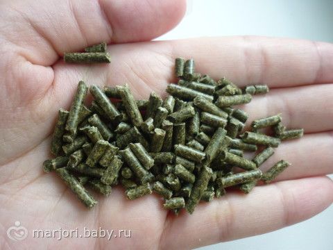Немного о содержании шиншилл. Питание