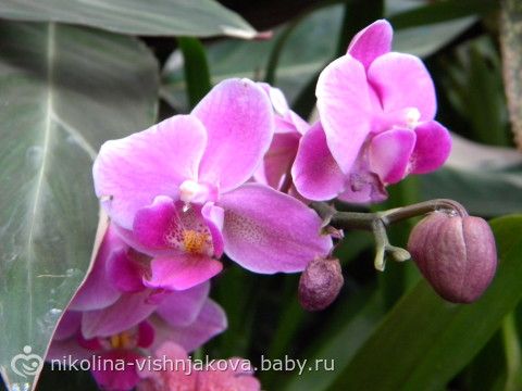 IV Зимний фестиваль орхидей и выставка суккулентов