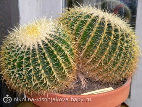 IV Зимний фестиваль орхидей и выставка суккулентов