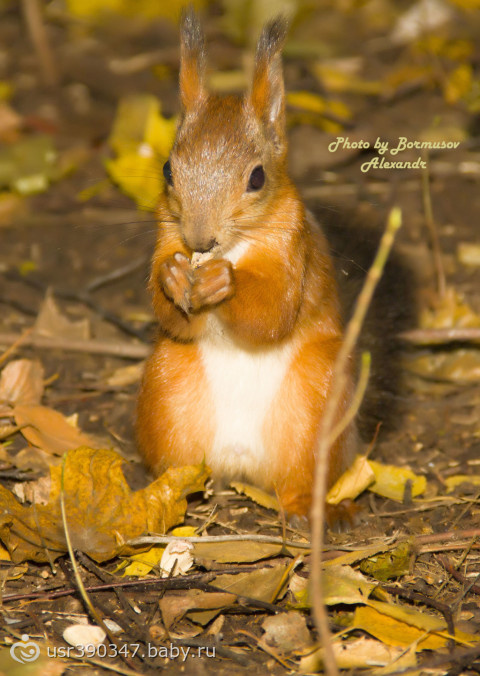Белочка ))))