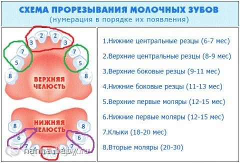 Прорезывание зубов карта вызова