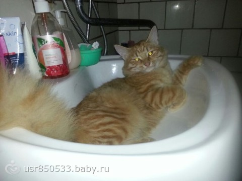 Отдам рыжего и очень красивого кота((((