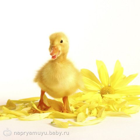 ФлайЛеди Шаг 15/31. Пятница. 06.02.2015