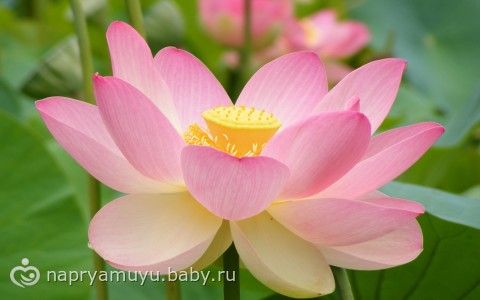 Летний коллективный Взлет ФлайЛеди шаг 25/31