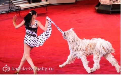 Мы сходили в цирк на Остров Грез