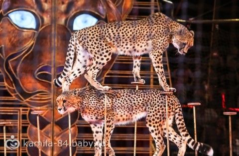 Мы сходили в цирк на Остров Грез