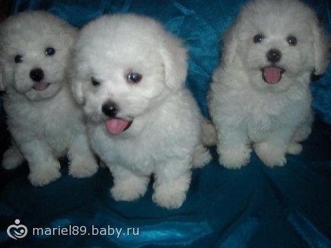 Породы собак, безопасные для детей