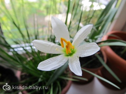 Зефирантес Выскочка неприхотливый цветок фото