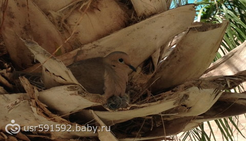 34 недели и 5 дней! фото! новости!