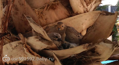 34 недели и 5 дней! фото! новости!