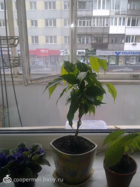 Мои цветочки!!!