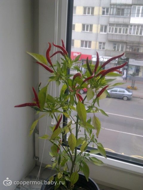 Мои цветочки!!!