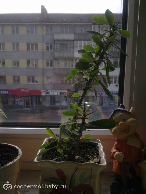 Мои цветочки!!!