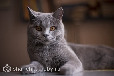 Моя мечта))))